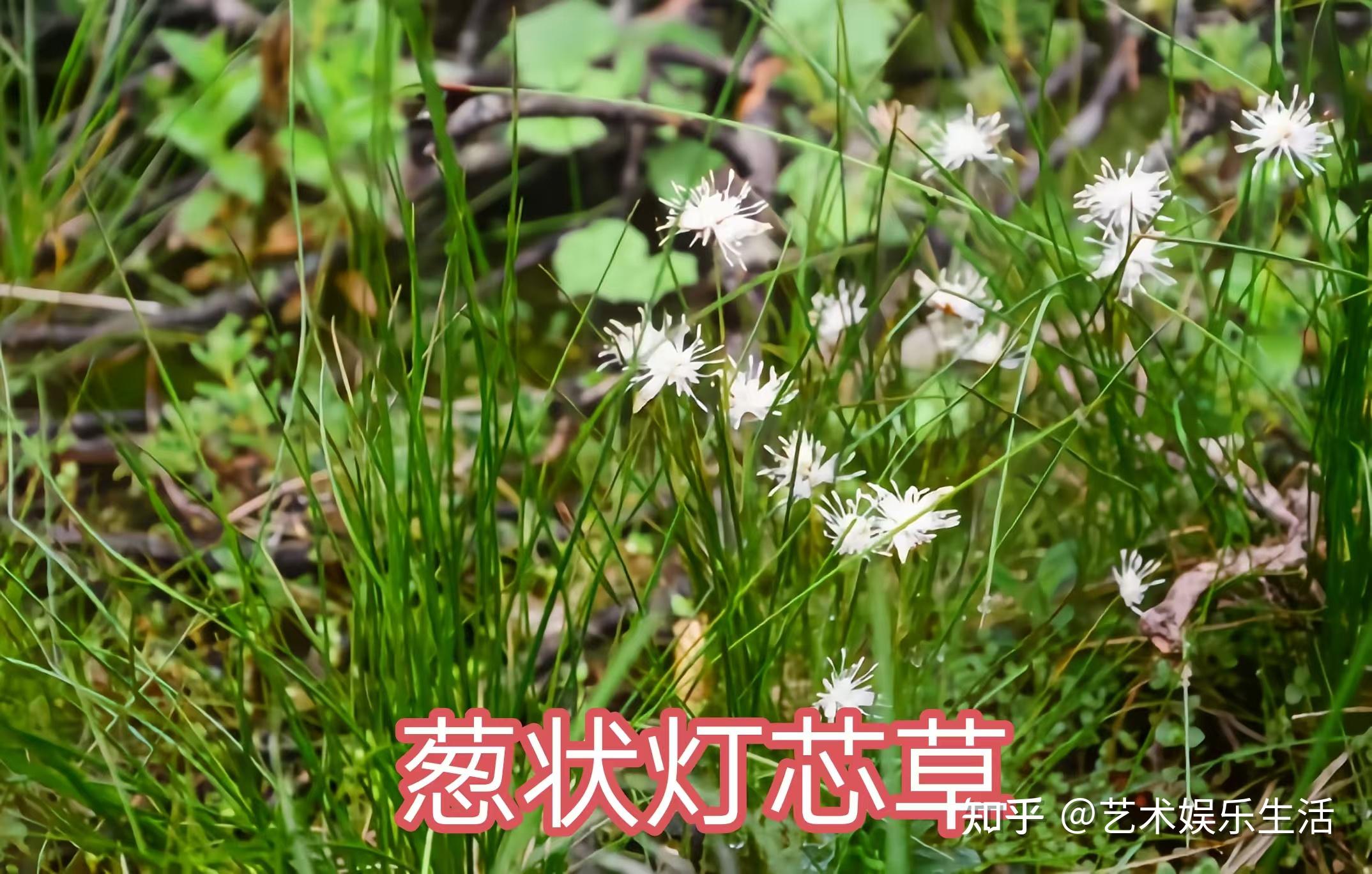 灯芯草科的6种代表植物 - 知乎