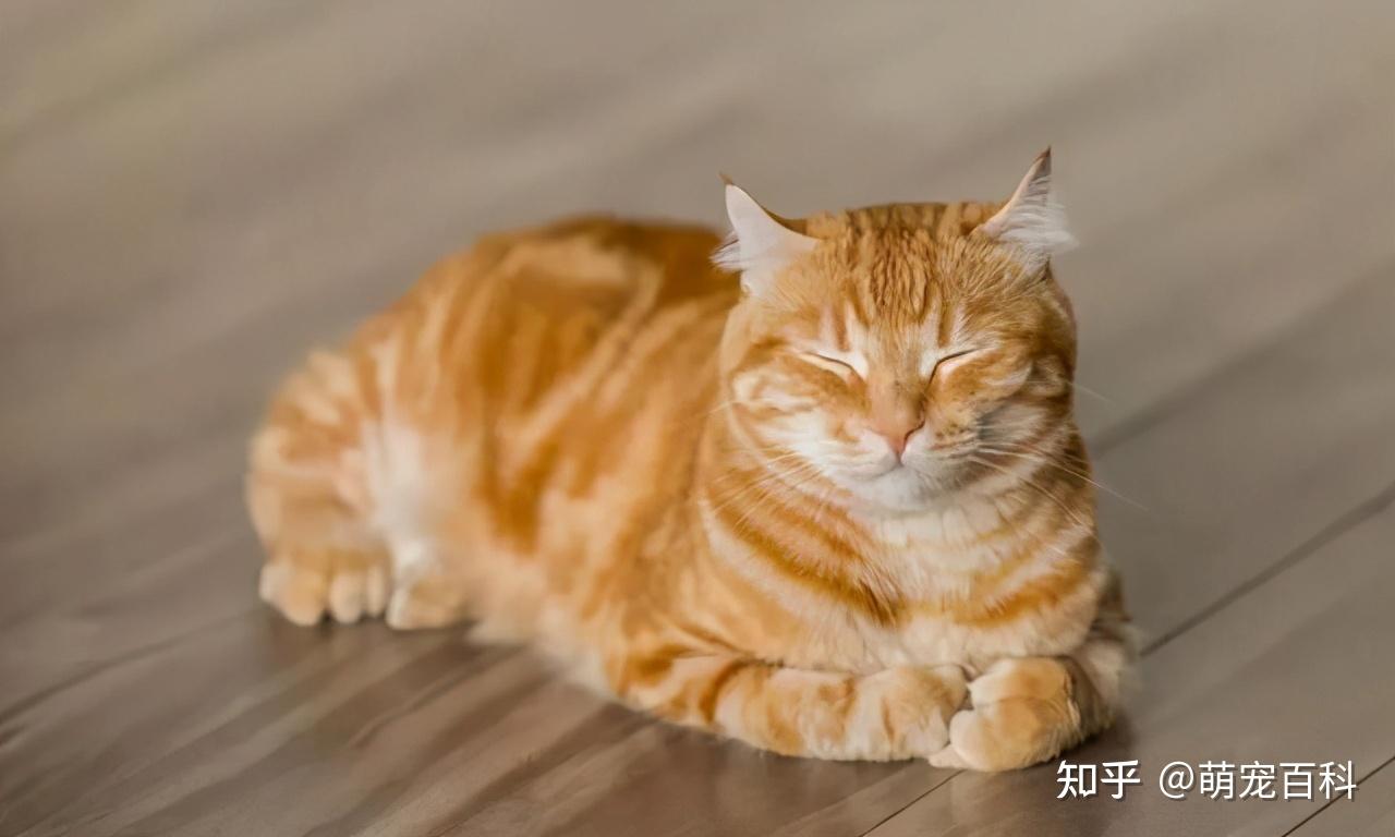 猫咪“揣手手”的6个意思，你知道几个呢？ - 知乎