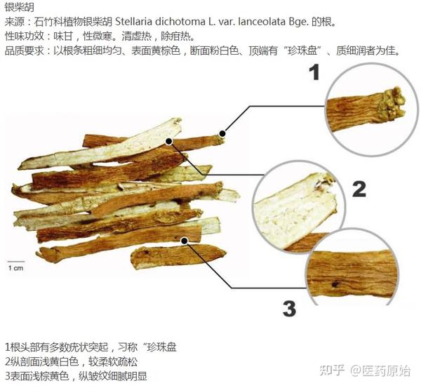 带你识别银柴胡 - 知乎
