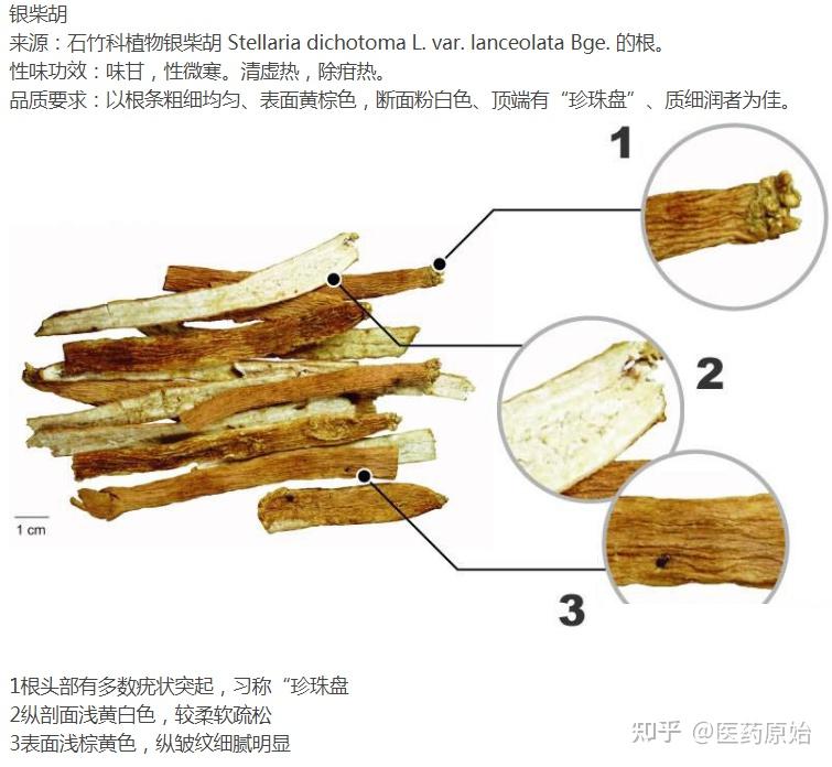 银柴胡性状鉴别图片图片