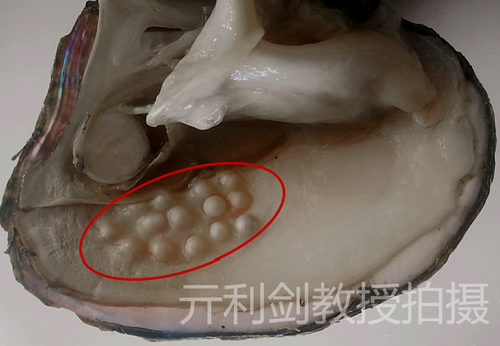 区别于普通淡水养殖珍珠,"珈白丽珍珠"是外套膜型淡水有核养殖珍珠