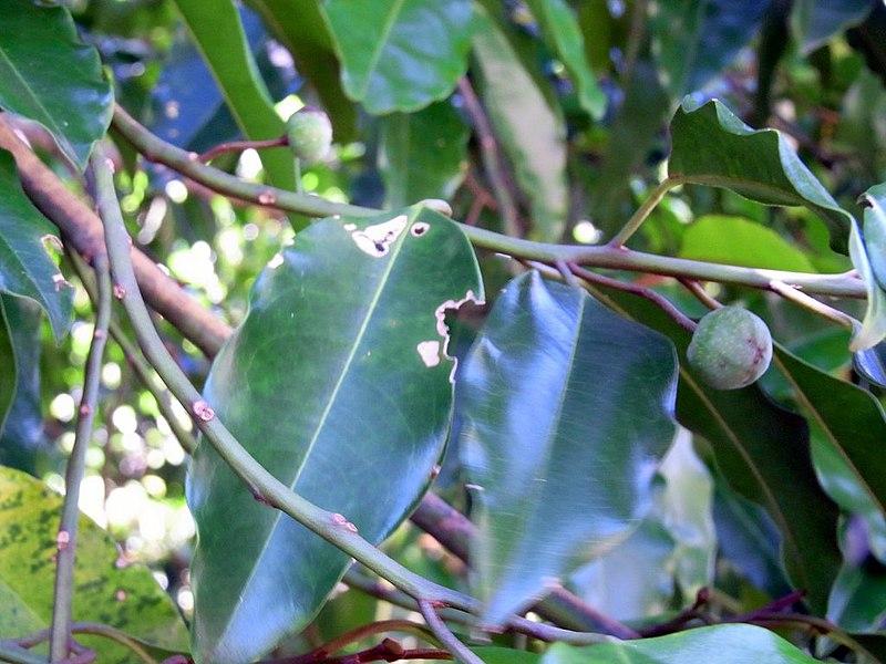 【地球生物全系列——植物篇】双子叶植物纲—木兰目(下) - 知乎