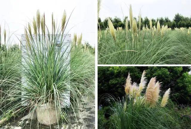 59种园林植物及应用 - 知乎