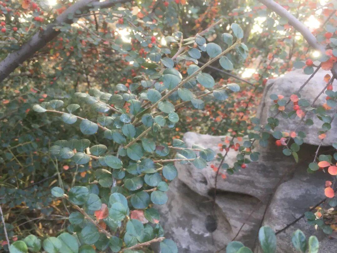 平枝栒子丨常见的小灌木，枝条平展如蜈蚣，秋冬红果挂枝头，好美 - 知乎