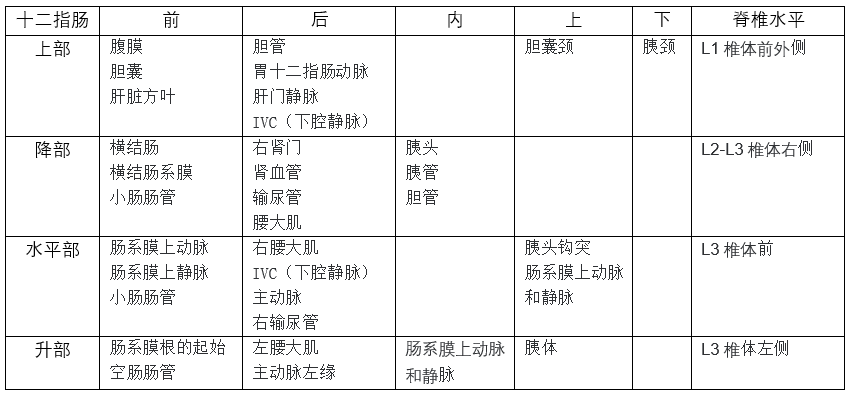 十二指肠在仰卧位的第1 和第3 腰椎水平之间形成一个c 形