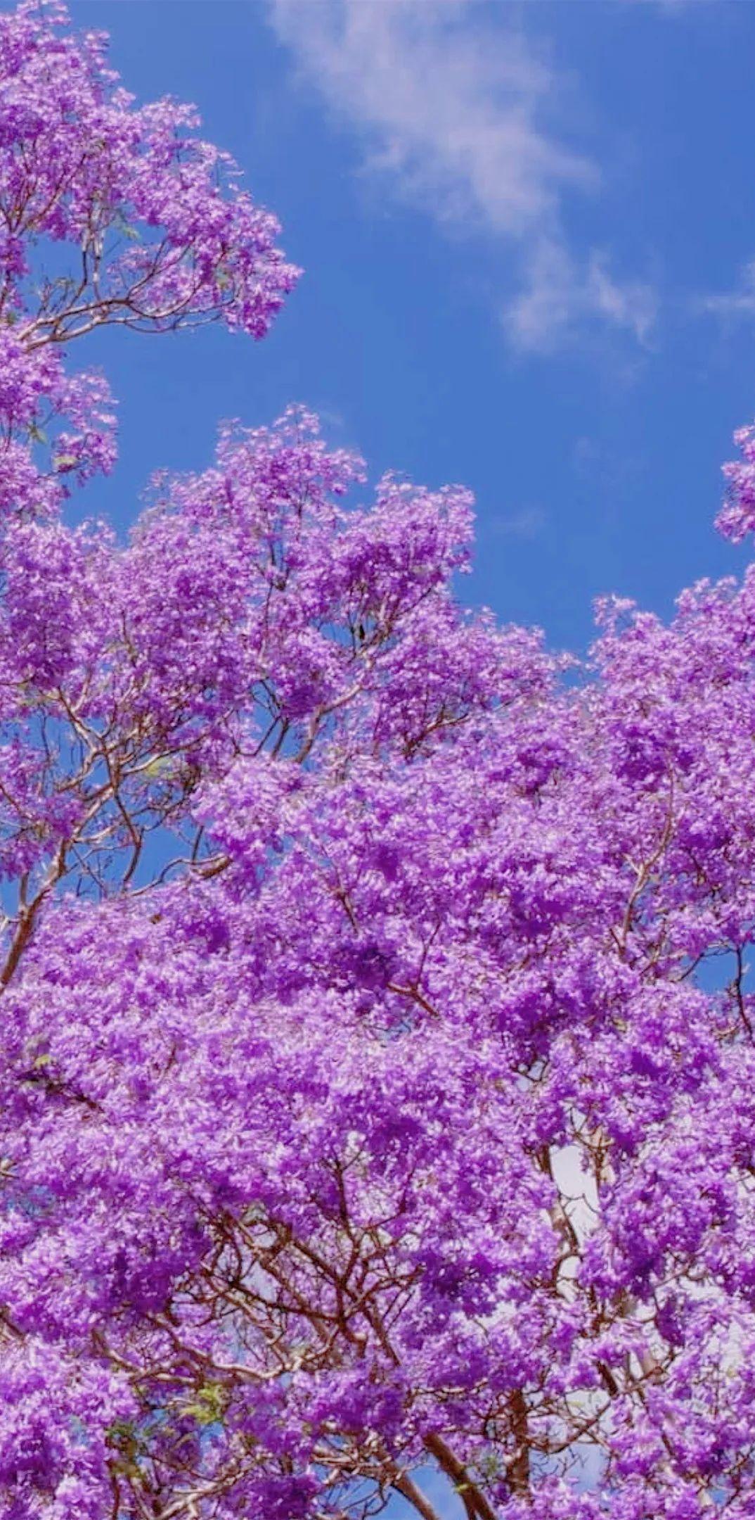壁纸浪漫紫色系蓝楹花合集