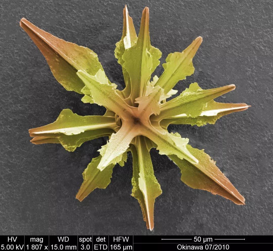 等辐骨虫@renkan database它们的骨针从中心向外辐射.