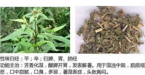 500余种中草药图  第148张