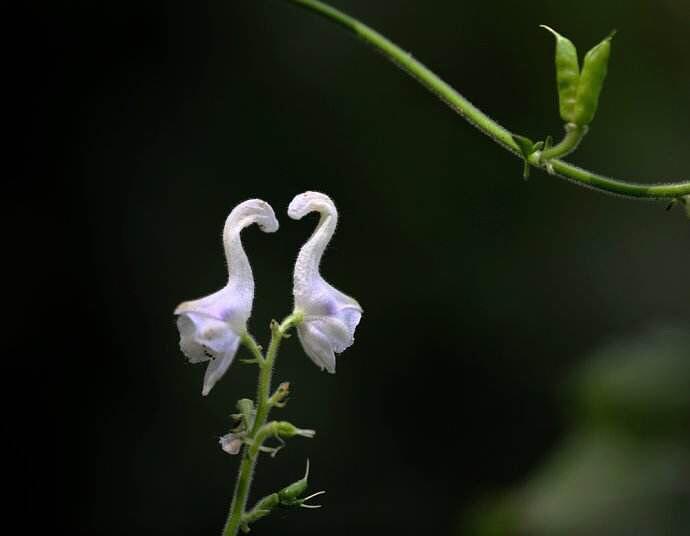 童话 天鹅花 知乎