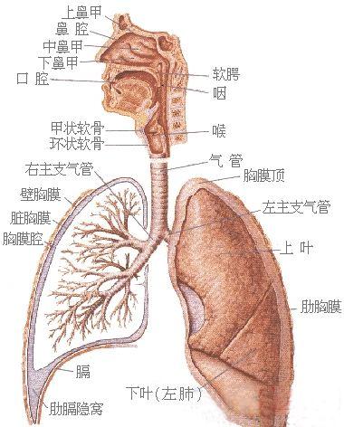 呼吸器官 顿 挫 顿挫 知乎