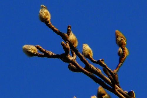 果树冬剪注意事项 区分花芽和叶芽 提升来年开花坐果率 知乎
