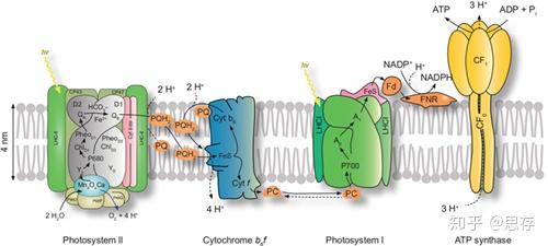 经过验证的光系统iipsii蛋白亚基抗体稳了