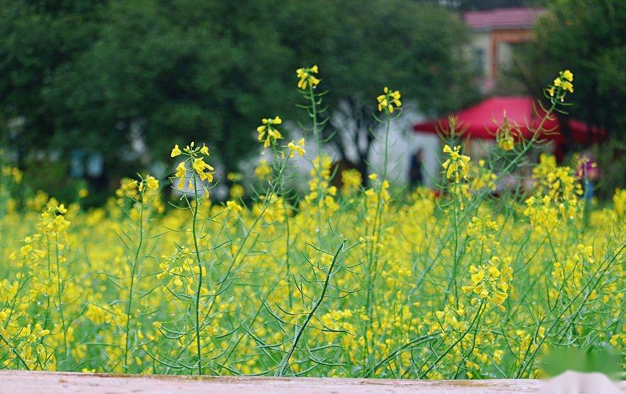 大吉沙島上,金黃燦燦的油菜花連綿不絕,陽光和微風毫不吝嗇,好像把