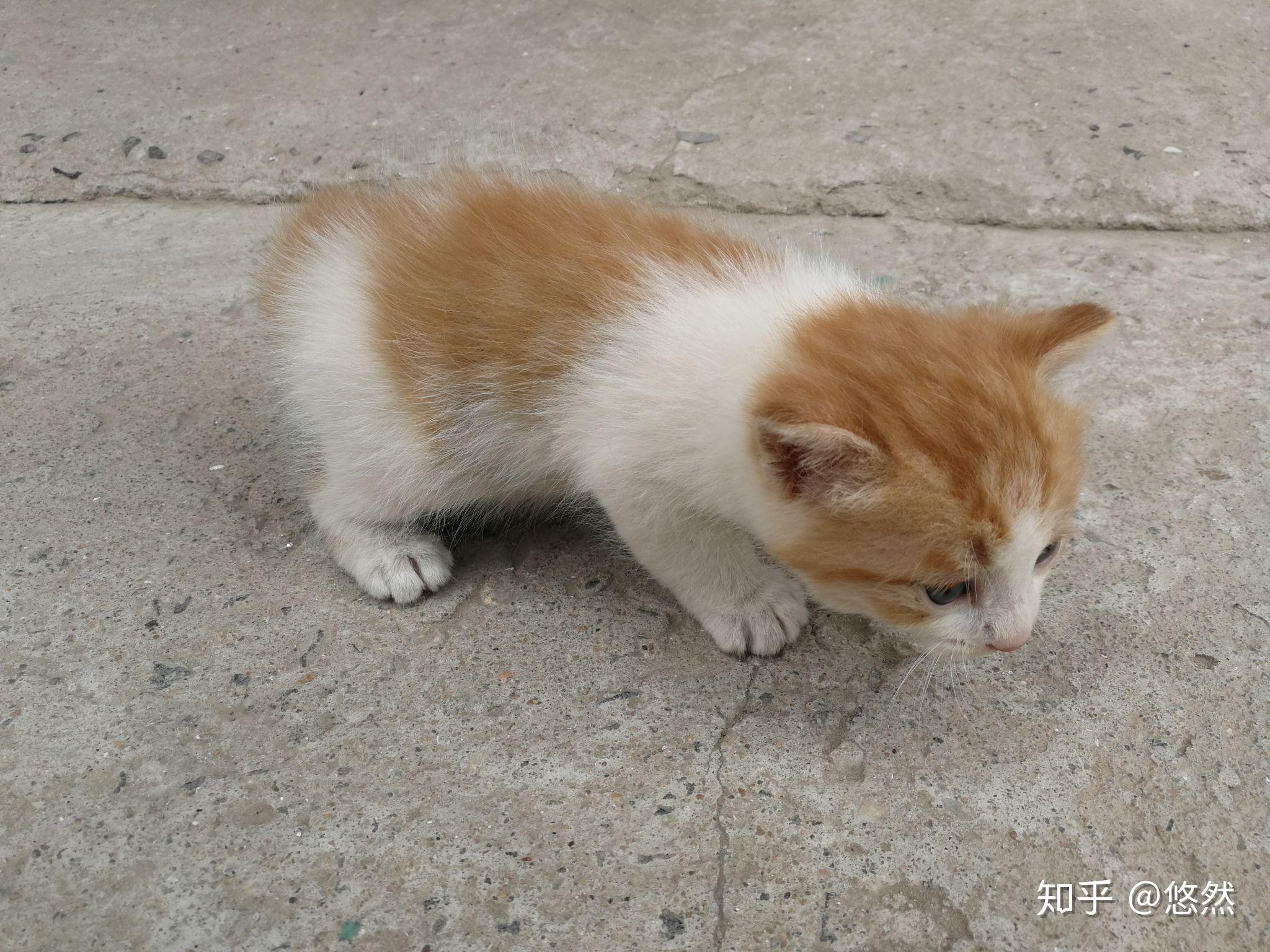 刚出生没多久的小奶猫怎么养?