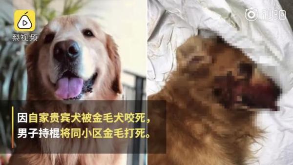 金毛护主被打死 老主人病倒 打狗者被刑拘 惩罚真的过重吗 知乎