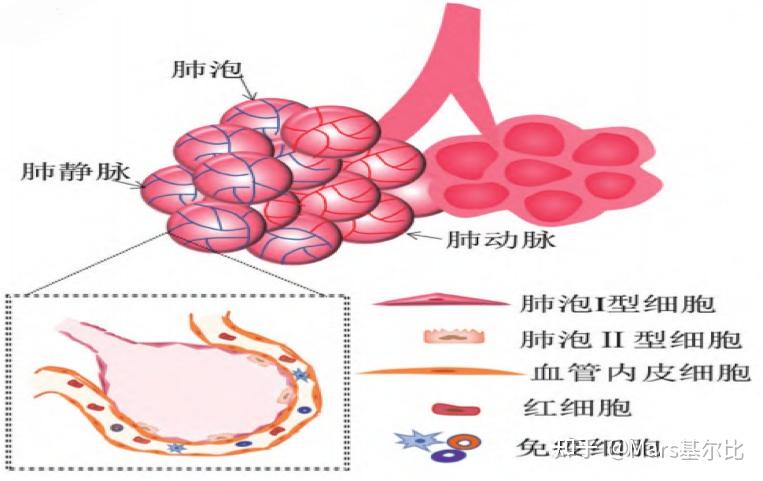 肺芯片——探索呼吸系统疾病的"钥匙"