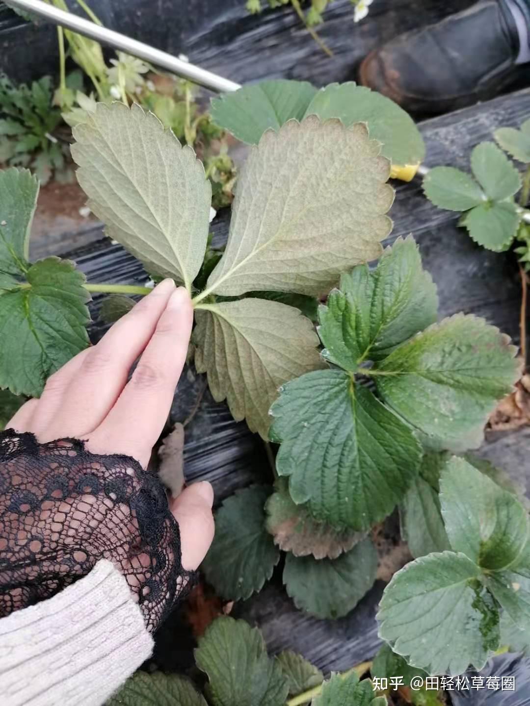 田轻松草莓圈 打螨虫的三条建议