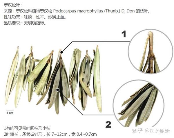 带你识别侧柏叶 - 知乎