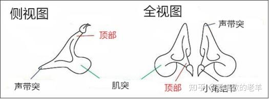 声带闭合理论——EVT理论系统 - 知乎