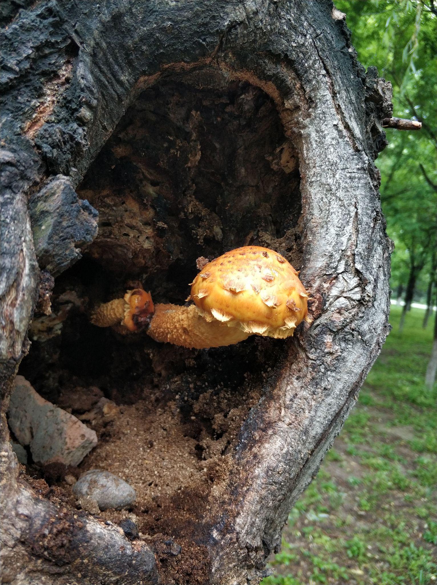 黄蘑菇 库存照片. 图片 包括有 食物, 共生, 本质, 蘑菇, 黄色, 鲜美, 自治权 - 27427386