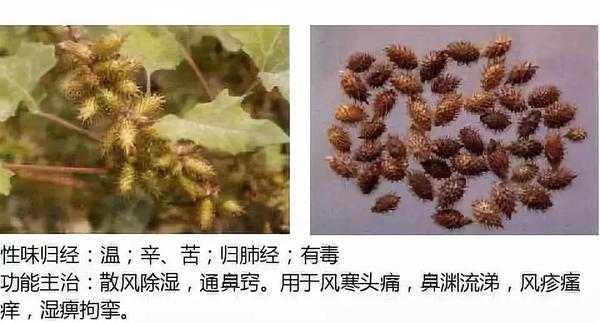 500余种中草药图  第8张