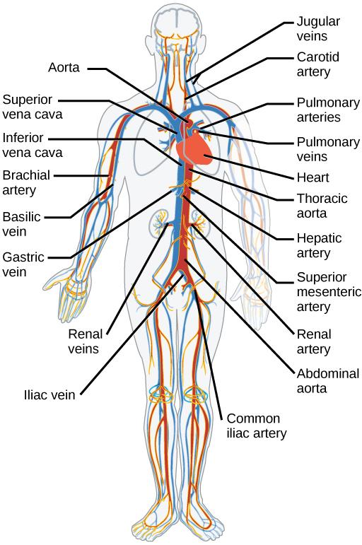 图说循环系统(circulatory system)·脊椎动物