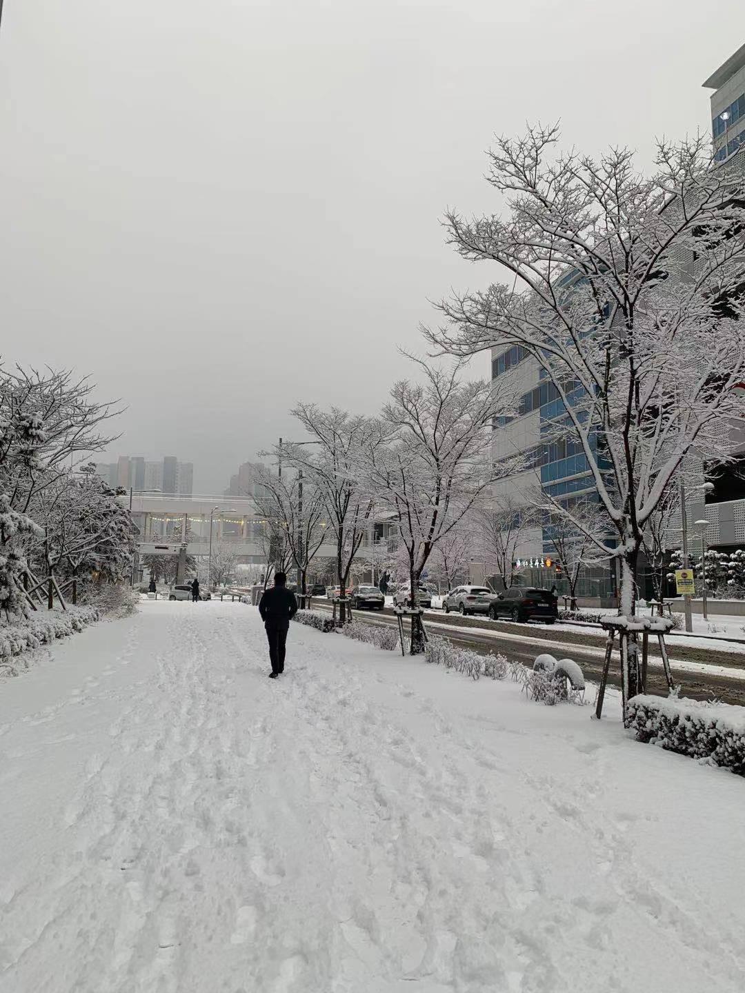 韩国21年第一场大雪 韩国21年1月初下大雪多次 知乎