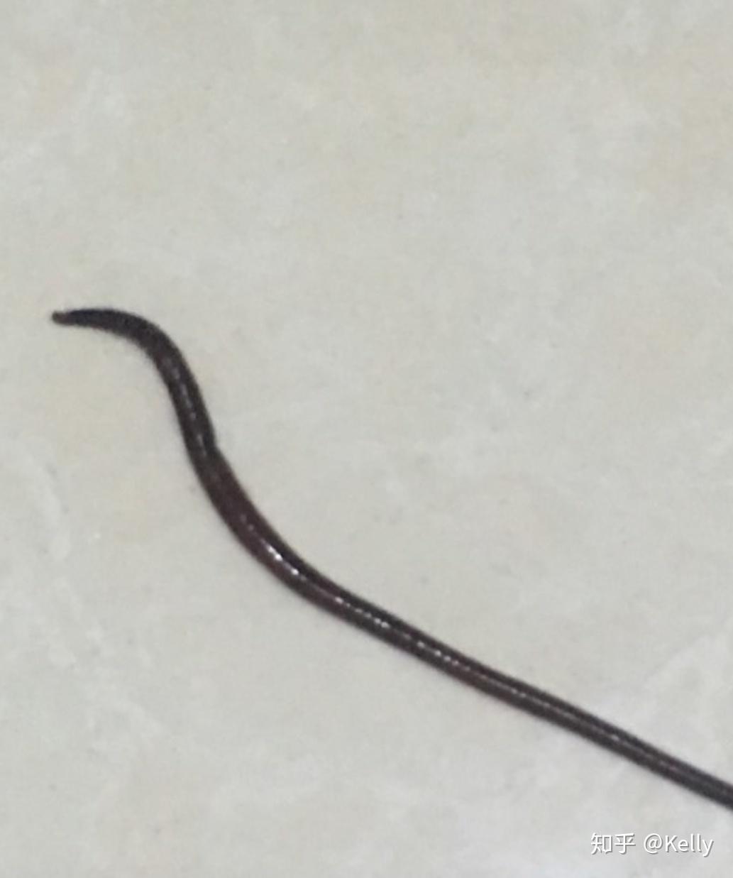 在生菜叶上发现的黑色细长虫子 蠕动时前端会呈扁平状 请问是什么虫子