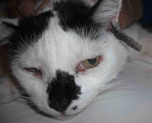 猫咪也会长鸡眼肉垫上的角质增生需要切除吗