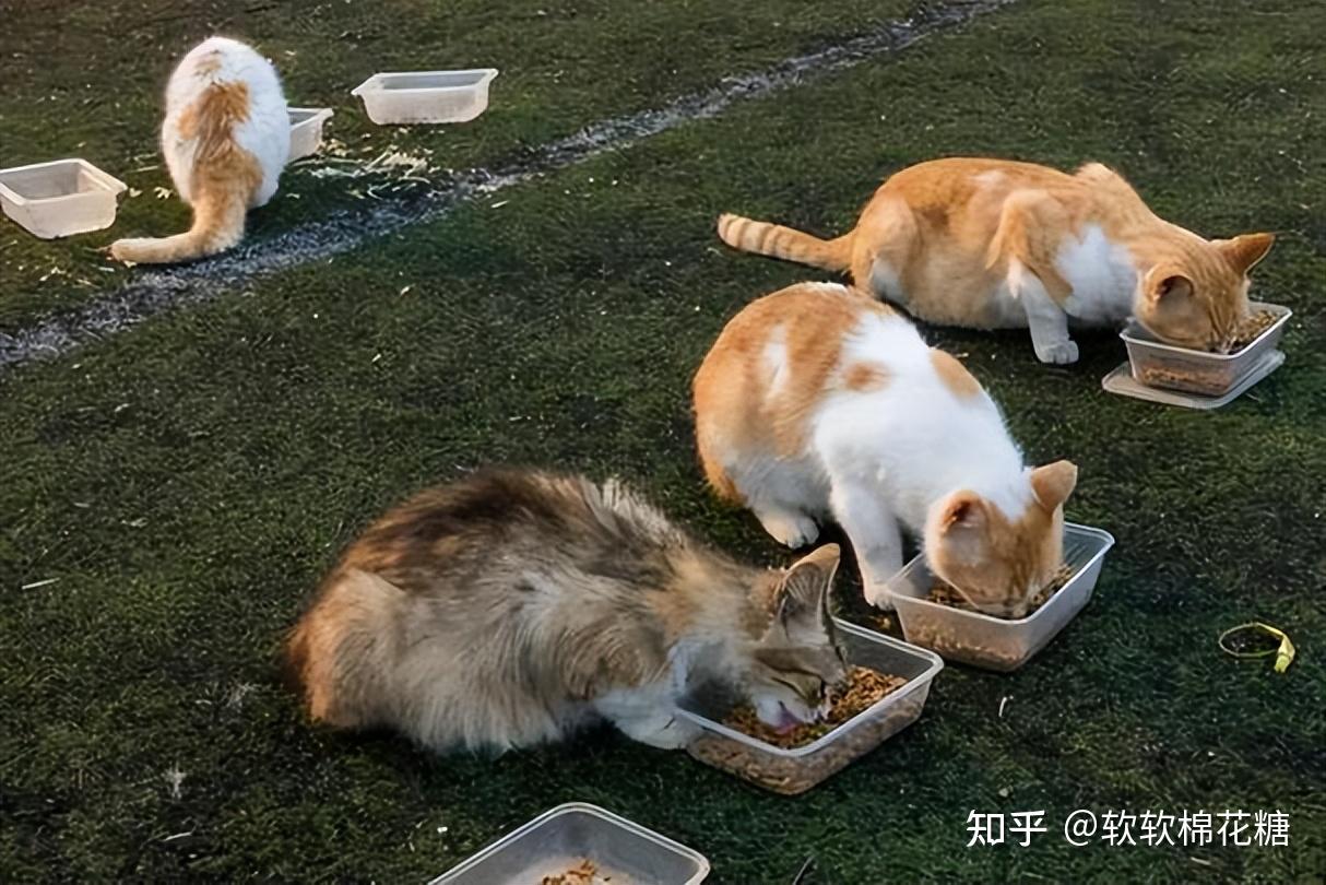 把猫“圈养”室内一辈子,别不信,对其意义重大 - 知乎