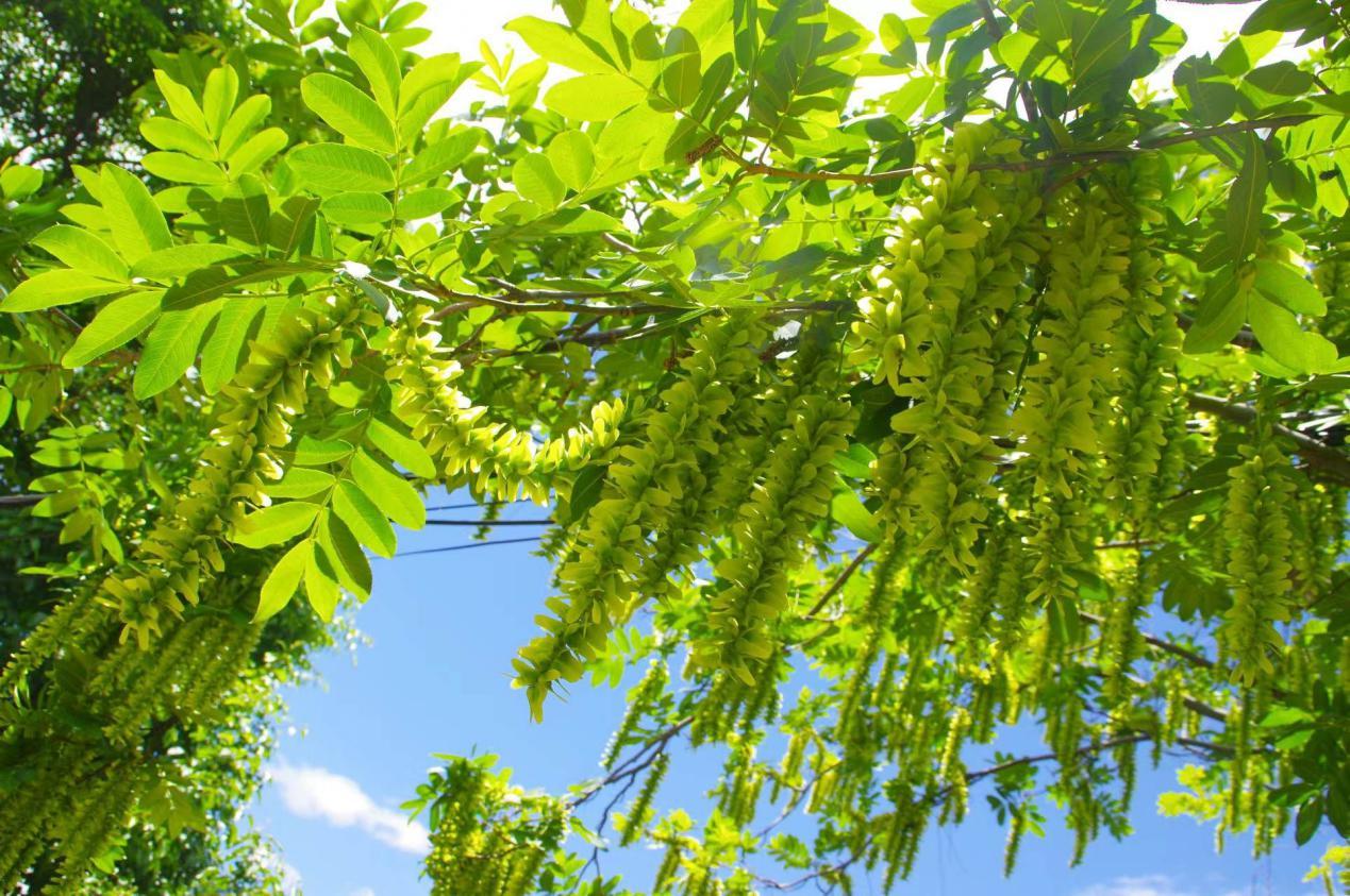 枫杨花期过后,果实逐渐成熟,一颗颗果实连成串,密密麻麻挂在树枝往