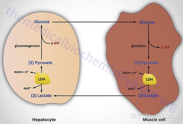 cori循环,引自themedicalbiochemistrypage.org