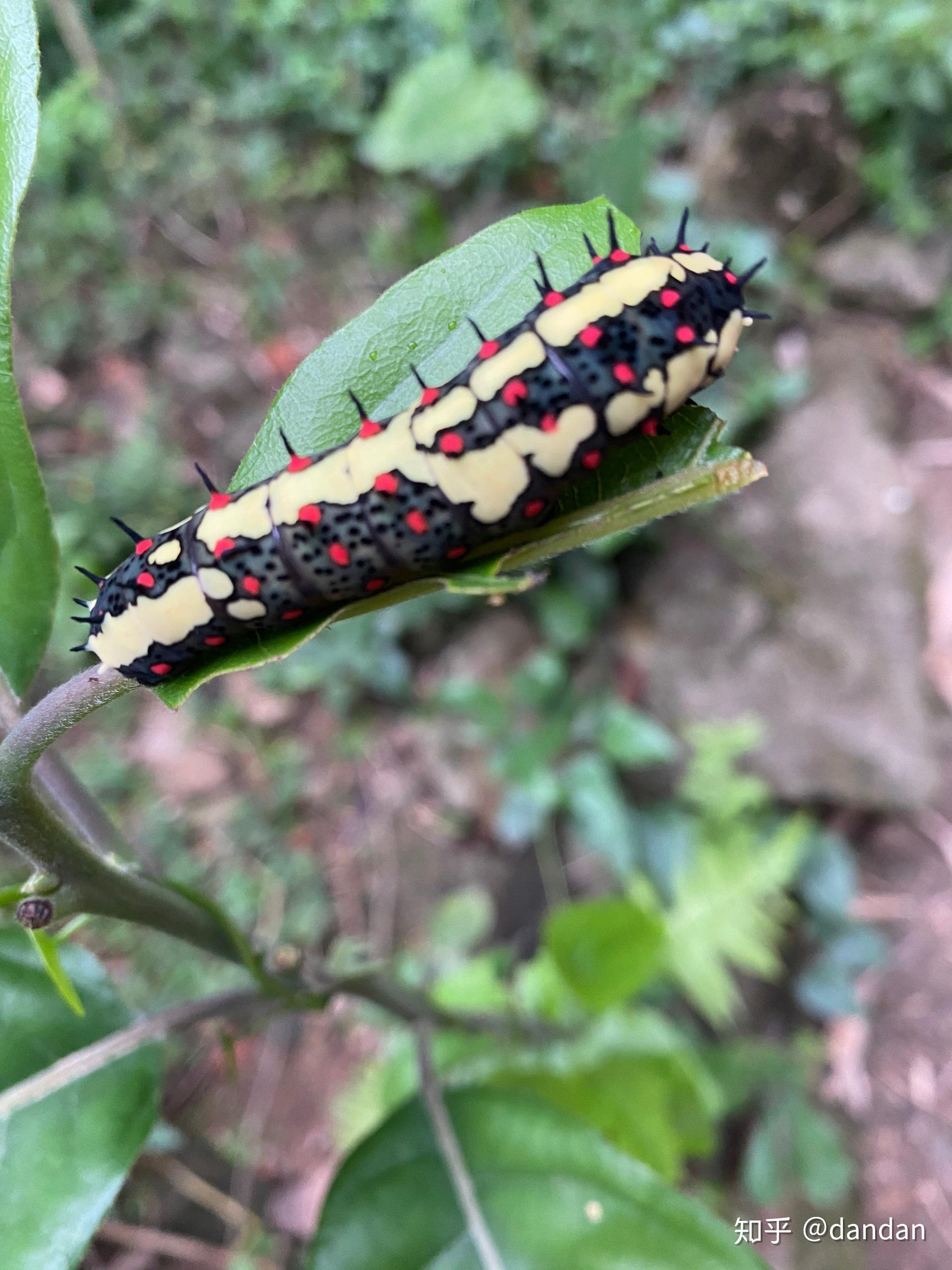 海南的虫子是不是很恐怖