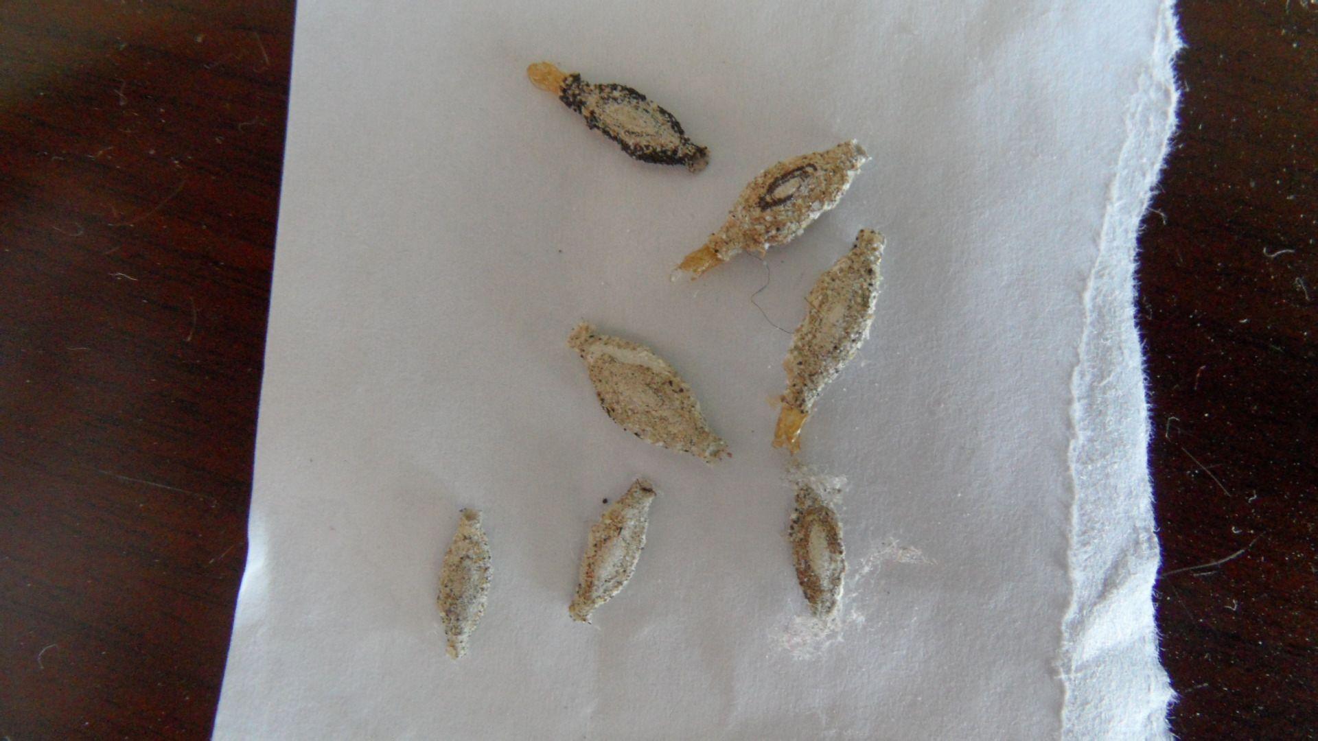 这类虫子会吃衣物樟脑丸可以起到一定驱赶作用