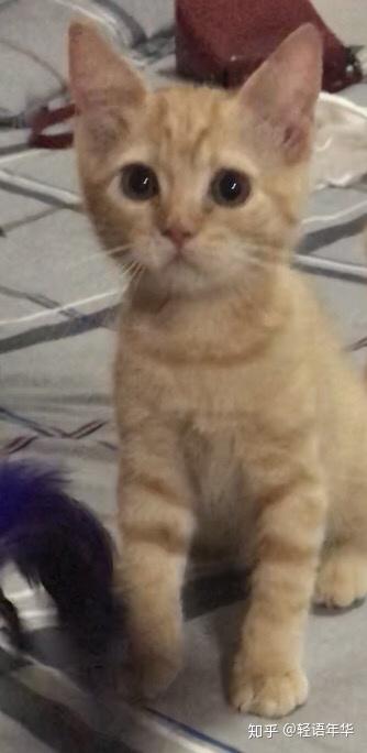 买到一只橘色英短是什么体验 英短橘猫 精作网