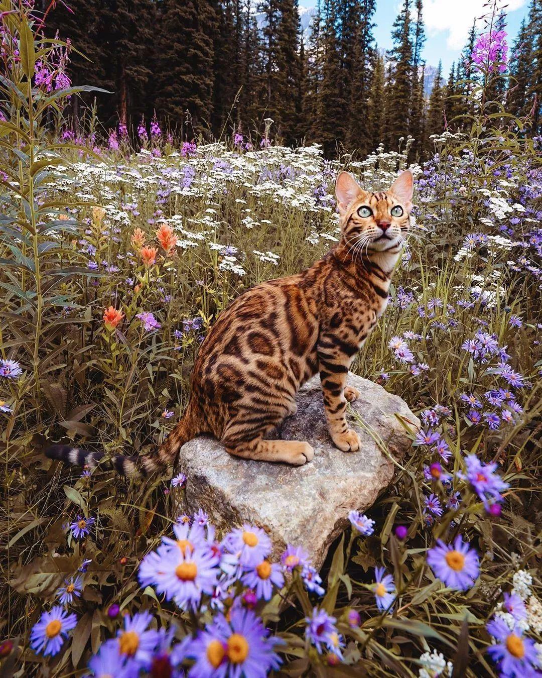 另类博主带猫环游世界拍下无数奇幻猫片圈粉160w