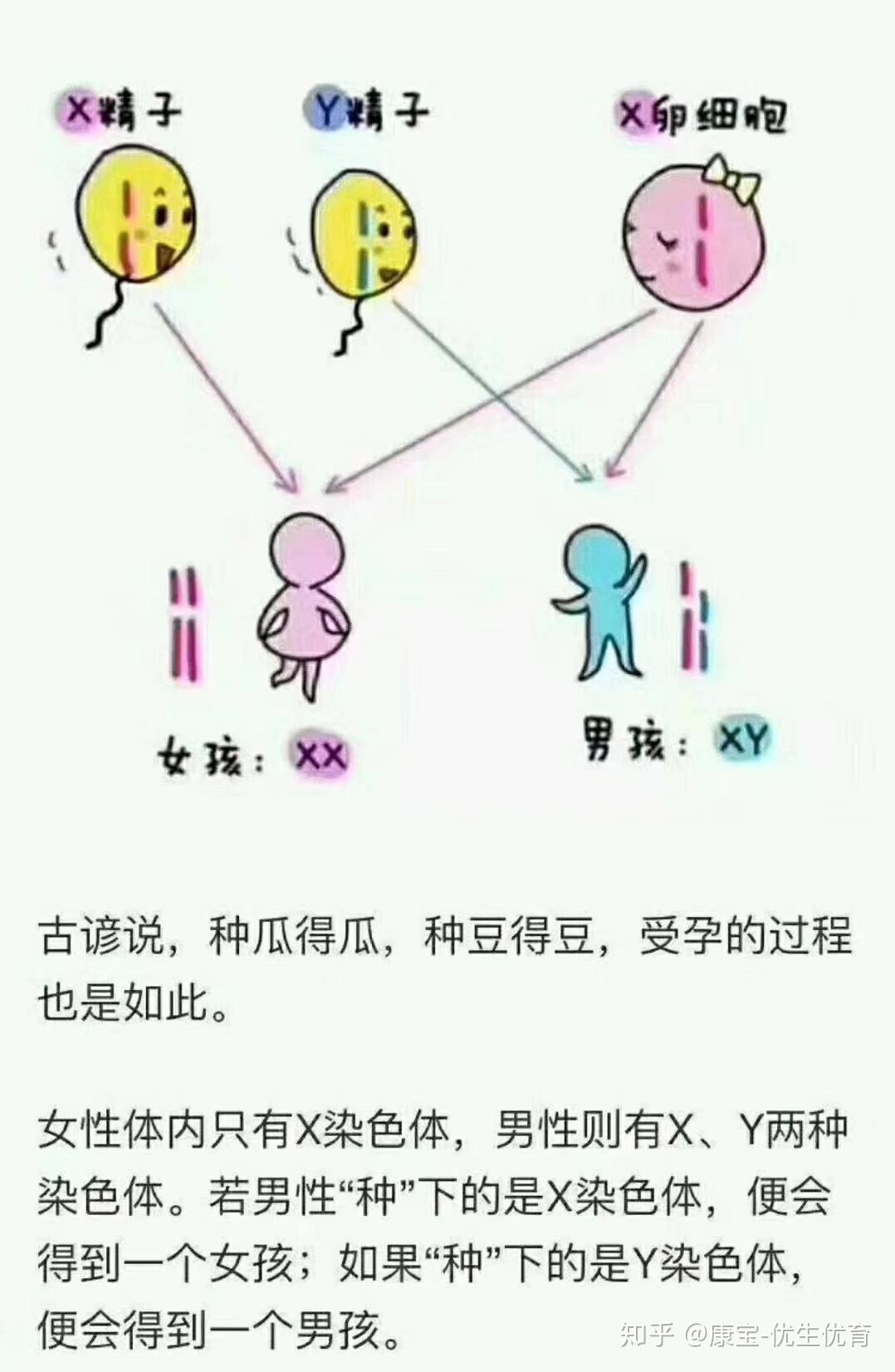 【生男生女取决于男方,所以不要再责怪女方的女子不争气了】