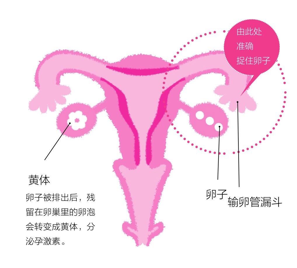 子宫卵巢的健康保养