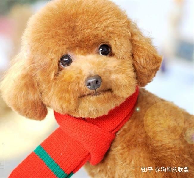 有多少人还不知道,其实“泰迪犬”就是贵宾犬? - 知乎