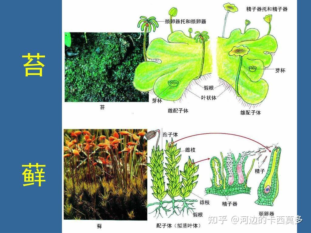 苔藓，植物演化史上的悬案 - 知乎