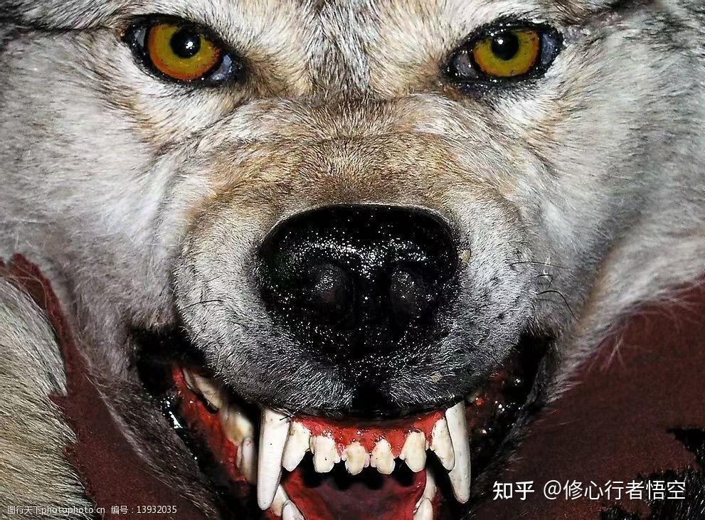 獠牙在游戏人生的过程可以被隐藏但不可被割弃 - 知乎