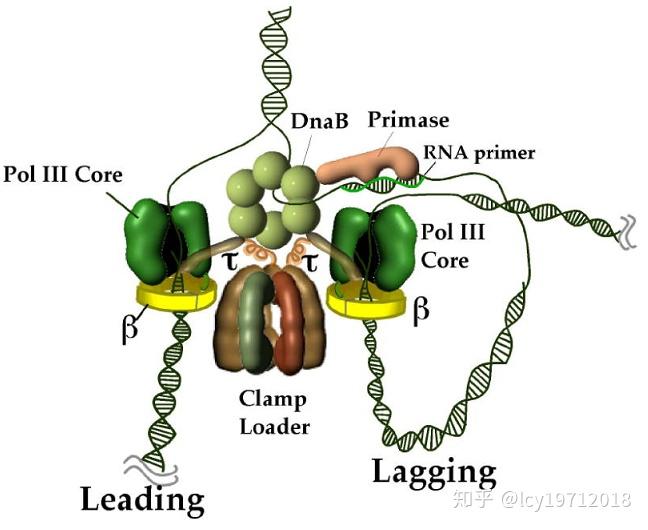 2009長號模型也適用於真核生物,但具體細節有所不同.