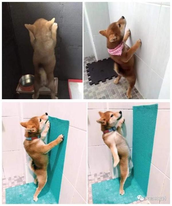 柴犬从小坚持站着尿尿这姿势真是碉堡了所谓一柴还有一柴高