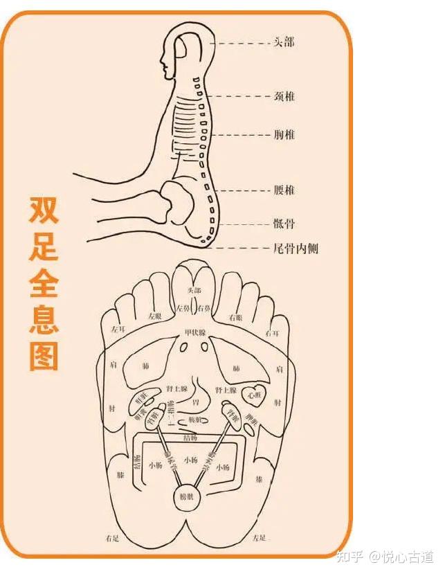 中医全息法:全息望诊大全 19条全息脉诊 全息图谱67