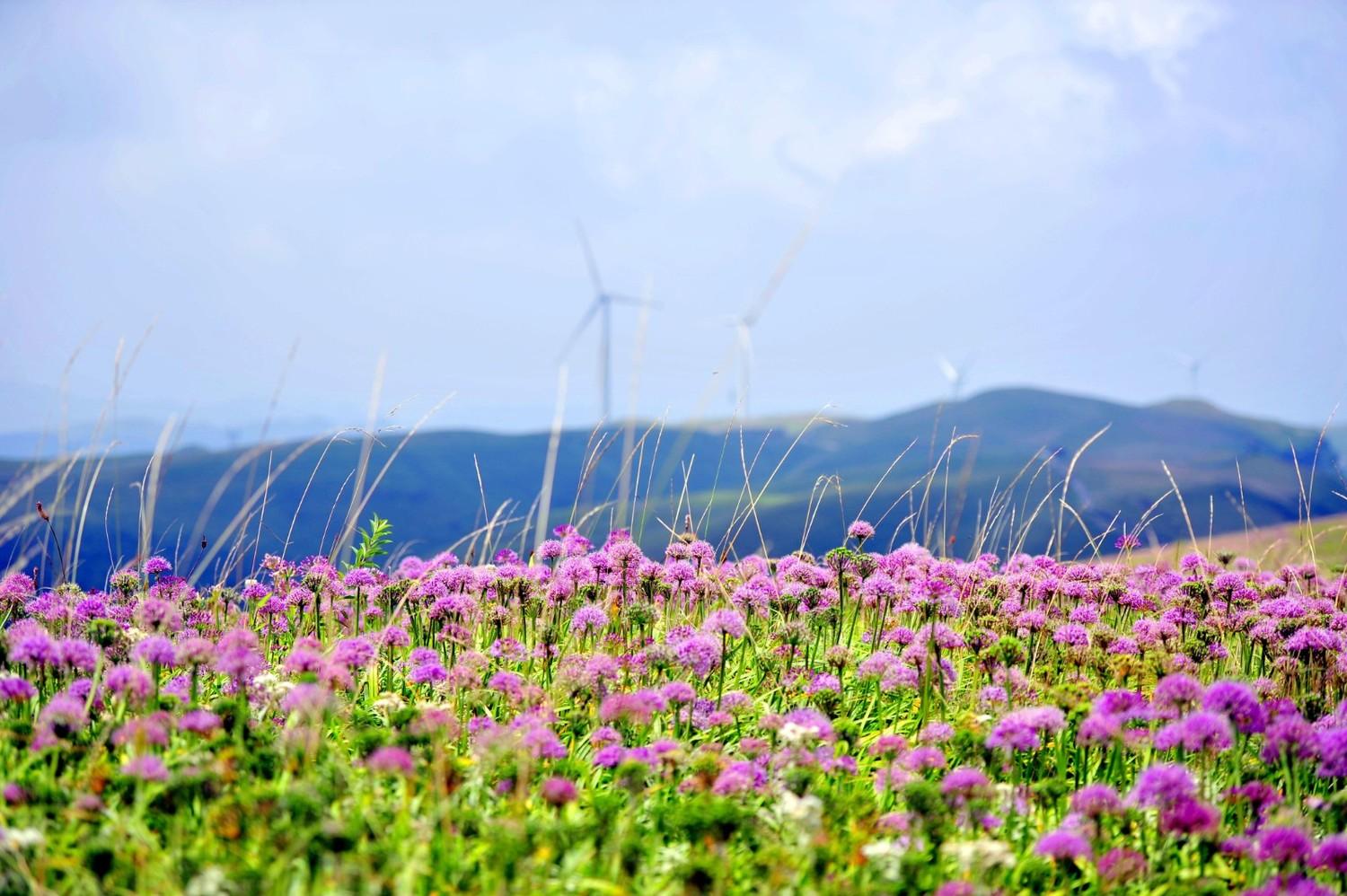 夏季国内12处秘境花海每一个地方都让人满足