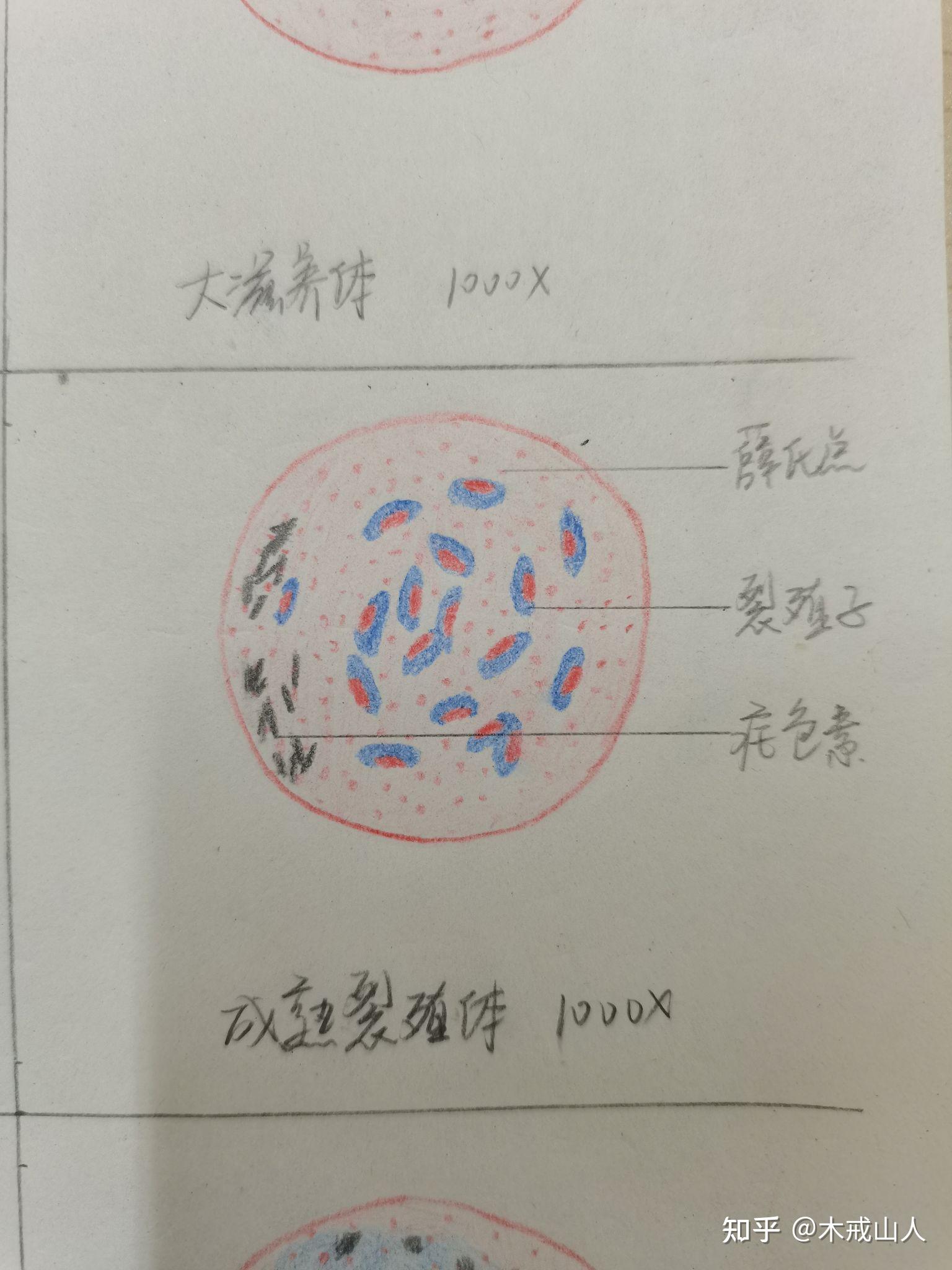 寄生虫实验报告绘图 已完结