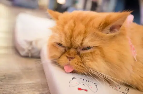 给正在养扁脸猫或准备养扁脸猫的你