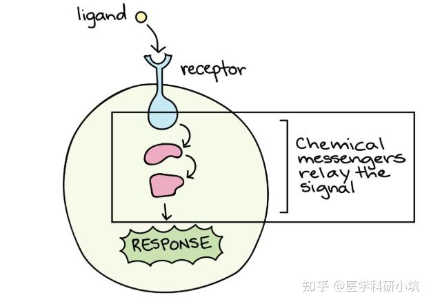信号通路专题:信号通路扫盲贴,看别人如何利信号通路发Nature - 知乎