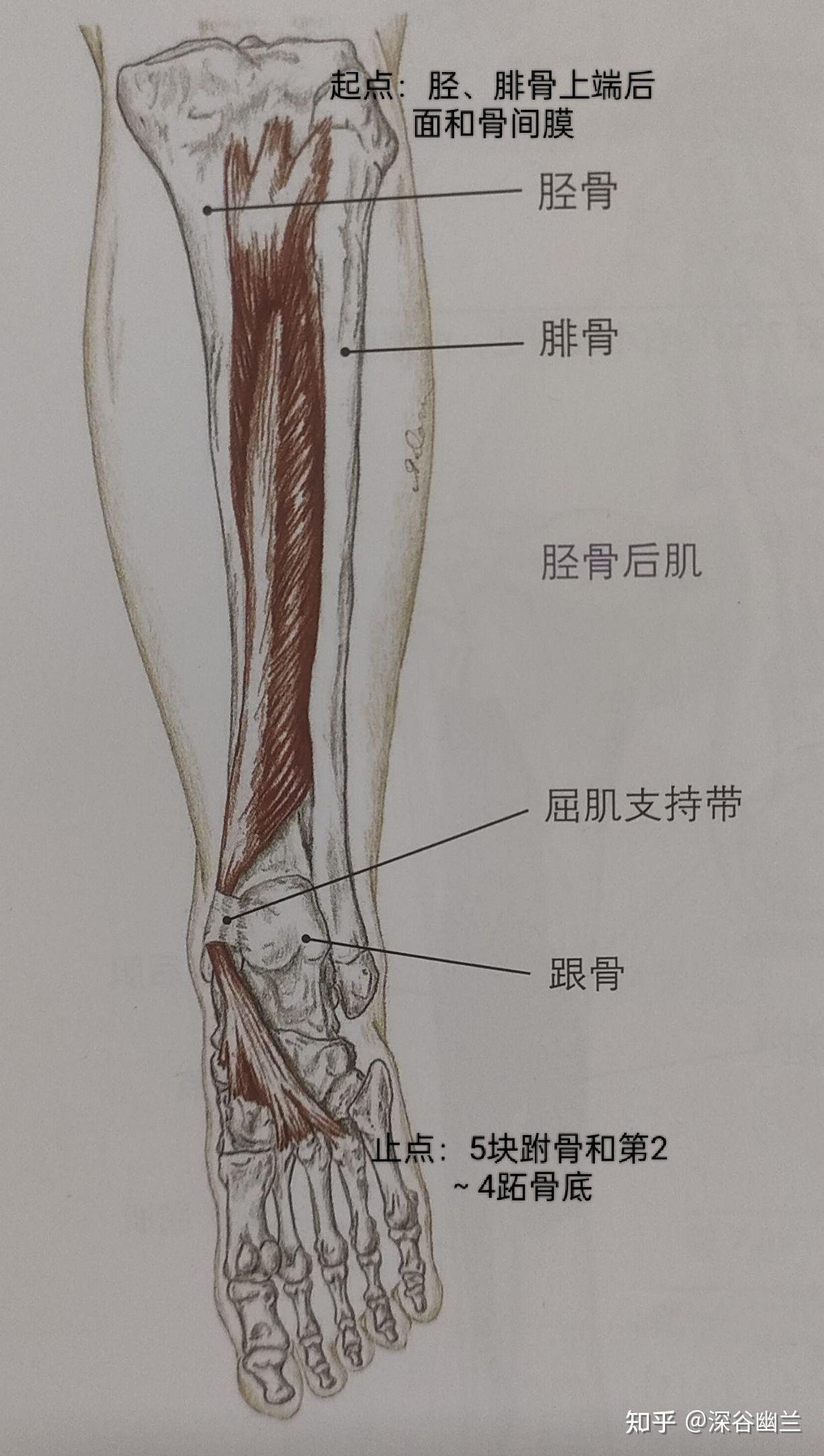 胫腓骨肌肉解剖图图片