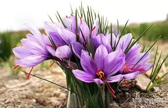 天价!天价!名贵植物排行,令人大开眼界-名贵植物图片